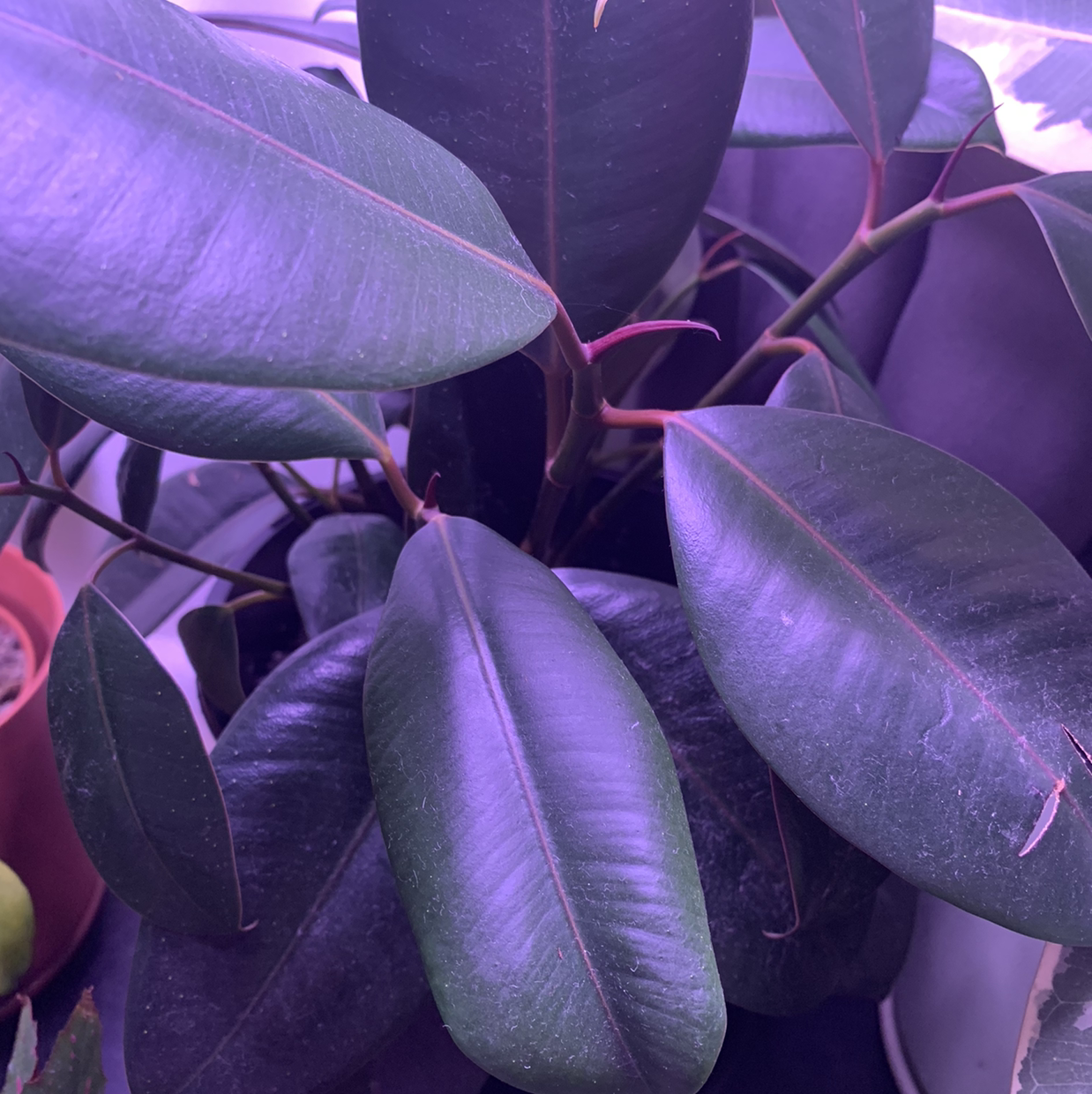Image of a healthy Burgundy Rubber Tree with large, glossy leaves.