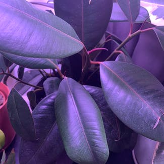 Burgundy Rubber Tree plant in Somewhere on Earth