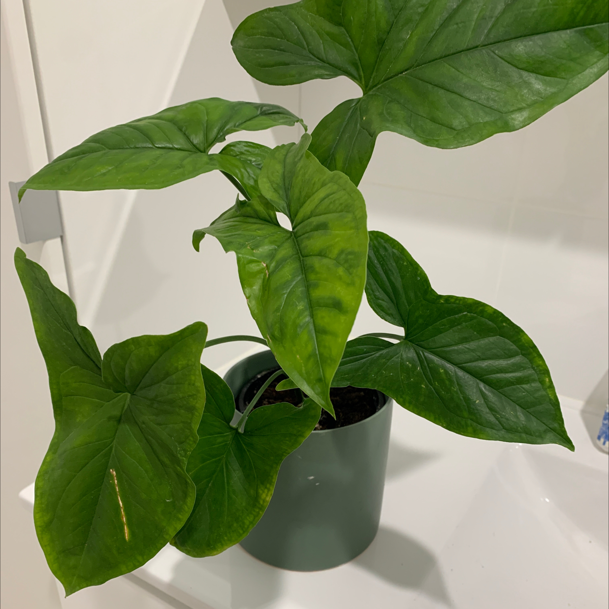Syngonium podophyllum 'Mojito' plant in a pot with some yellowing leaves.