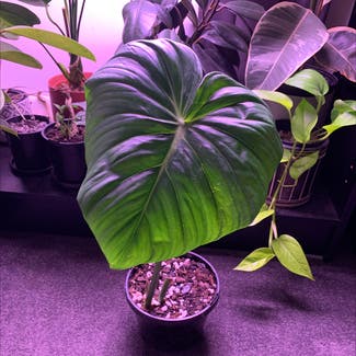 Philodendron Pastazanum plant in Somewhere on Earth