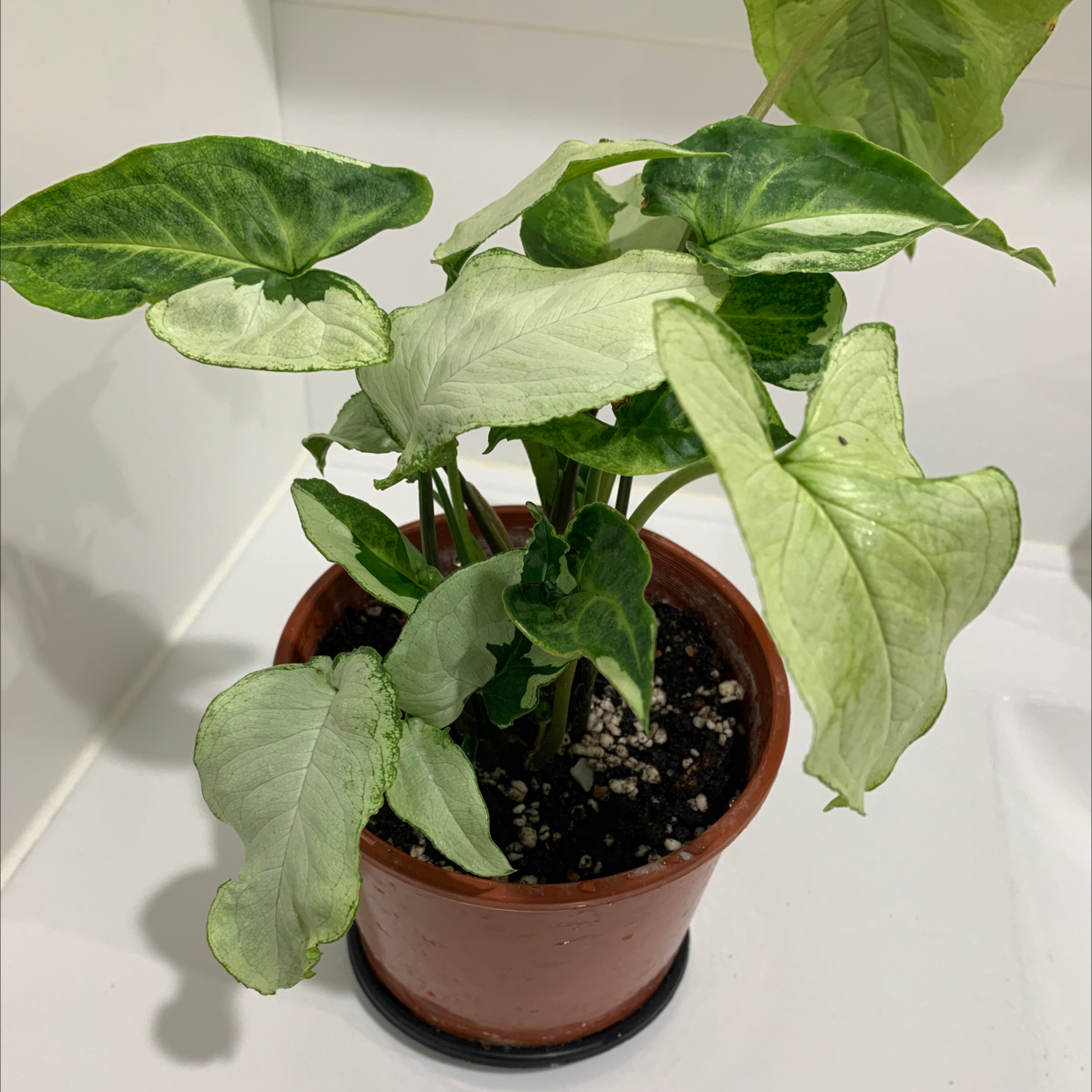 Photo of the plant species Three Kings Syngonium by @Alesia named Three Kings on Greg, the plant care app