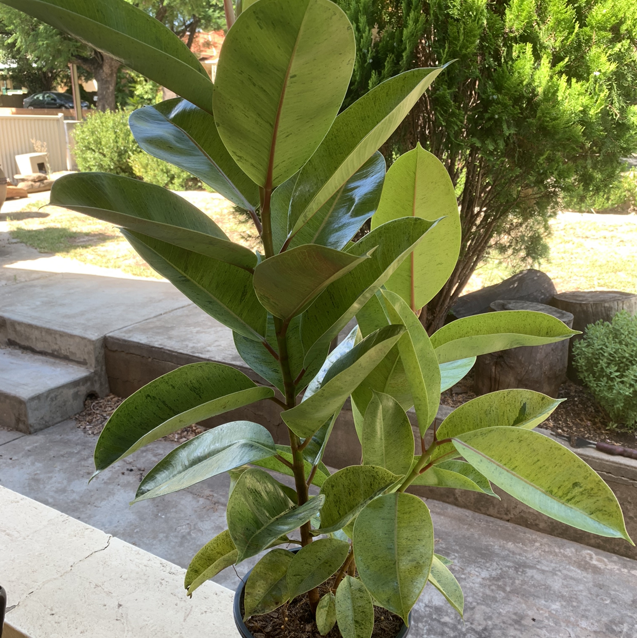 Photo of the plant species Ficus elastica 'Shivereana' by @Alesia named Shivereana on Greg, the plant care app