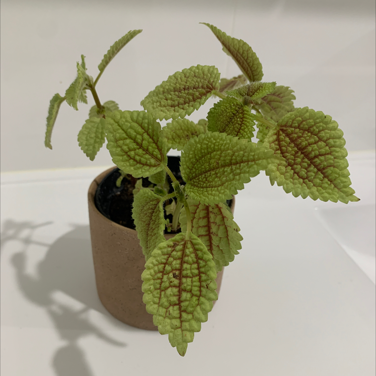 Photo of the plant species Pilea mollis by @Alesia named Moon Valley on Greg, the plant care app