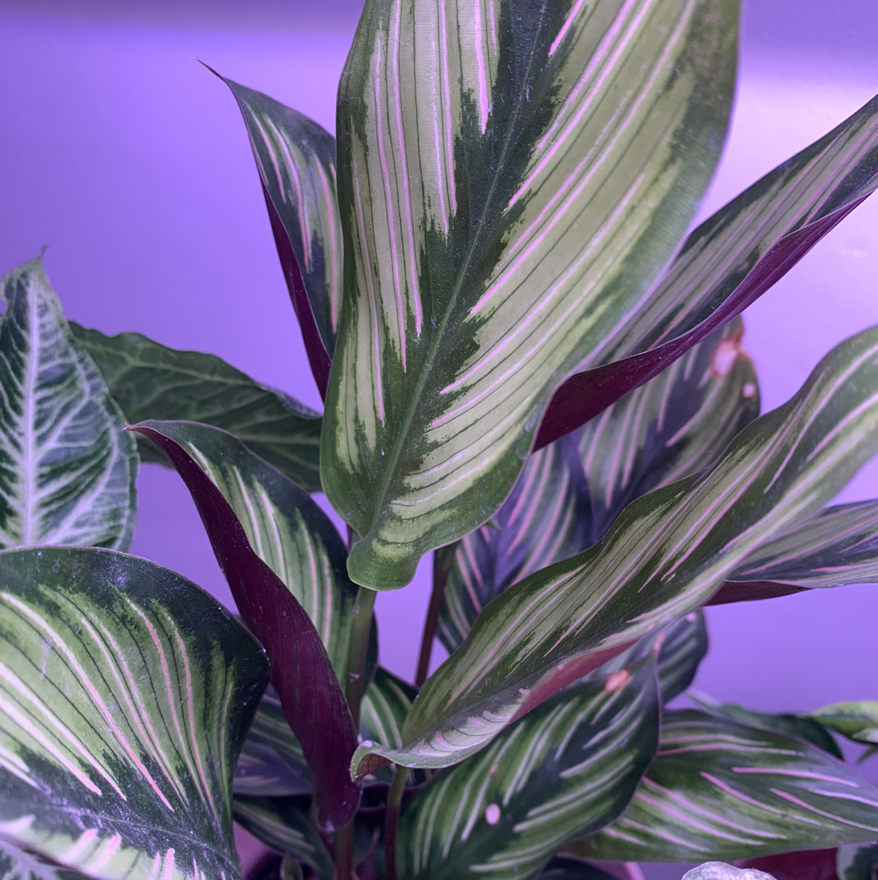 Photo of the plant species Calathea 'Beauty Star' by @Alesia named Beauty Star on Greg, the plant care app