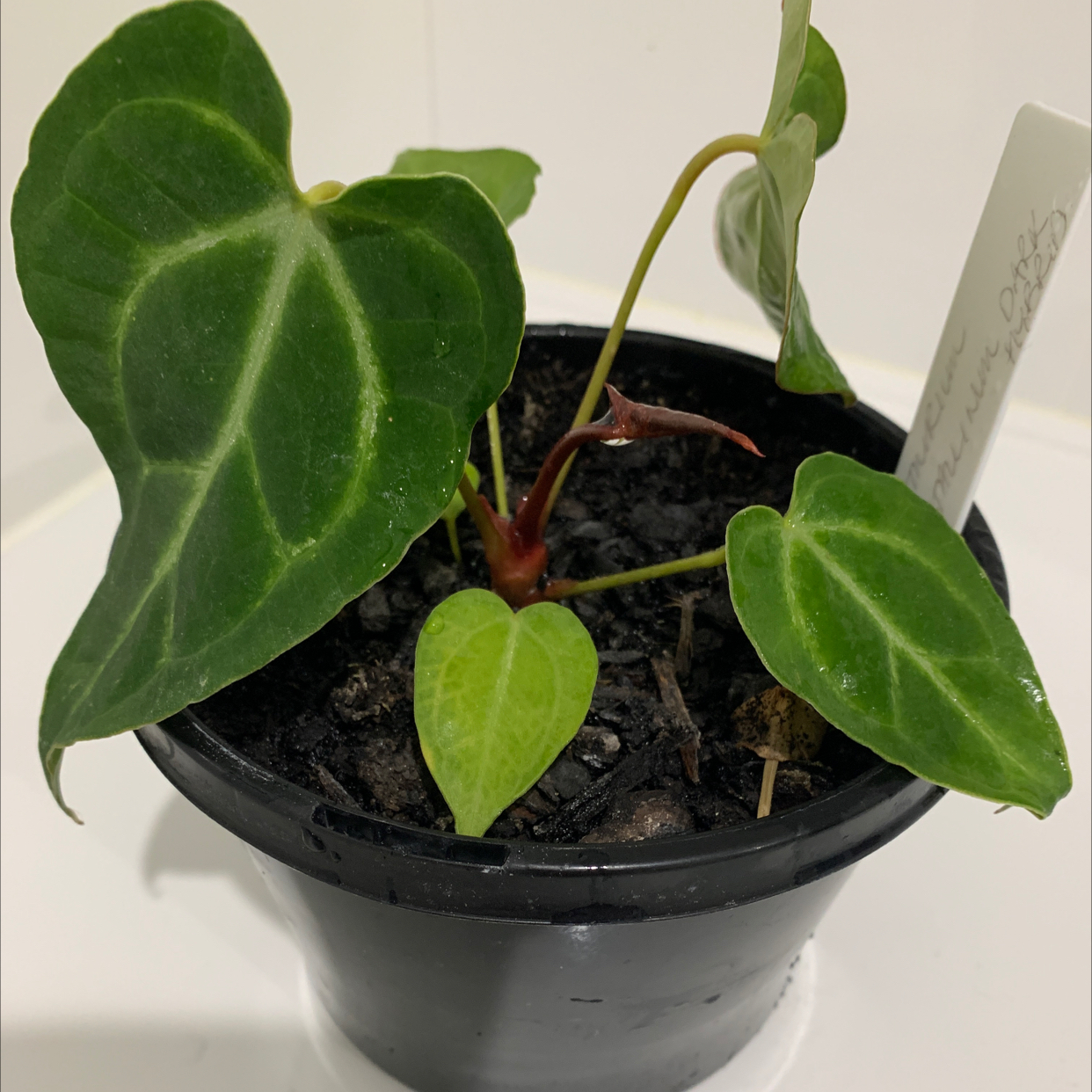 Crystal Anthurium plant in a black pot with healthy green leaves.