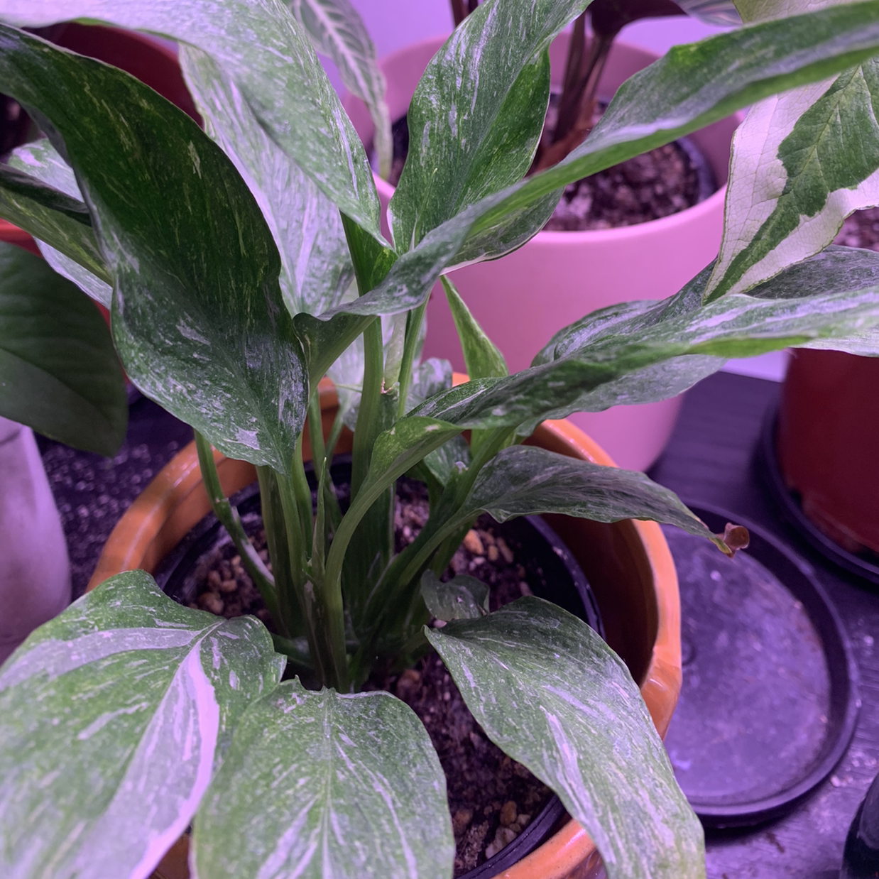Domino Peace Lily with variegated leaves in a pot, appears healthy.