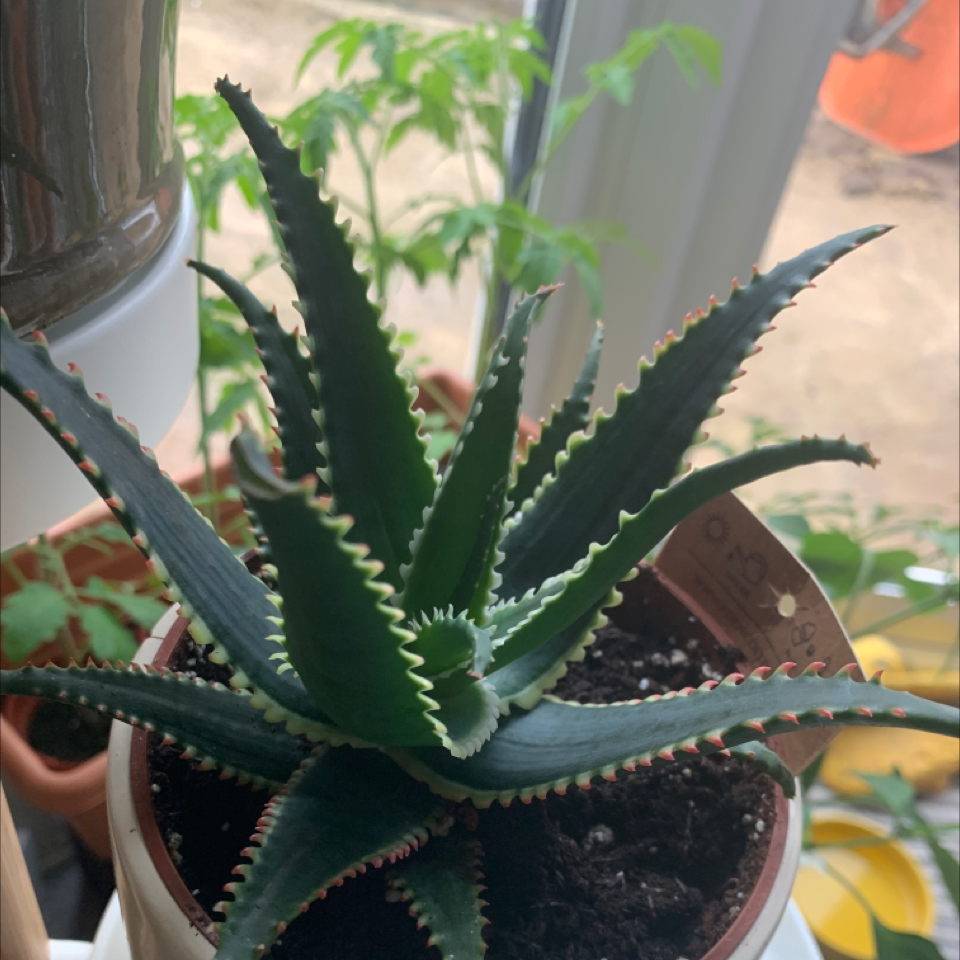Candelabra Aloe plant in a pot with healthy green leaves.