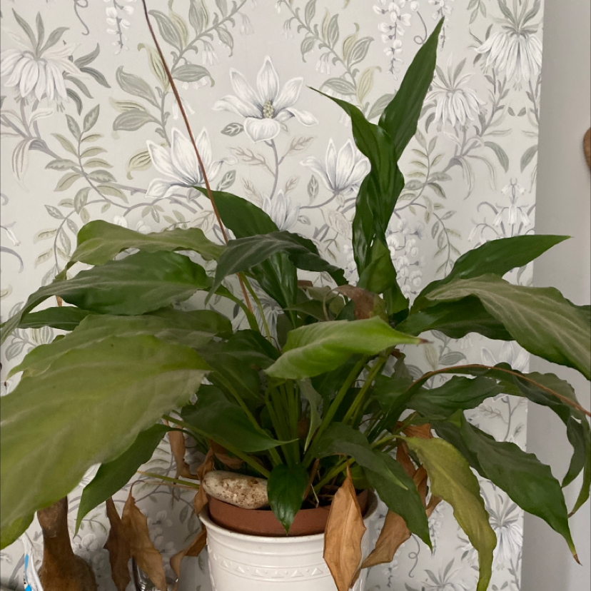 Peace Lily plant photo by Soozie named Lily on Greg, the plant care app.