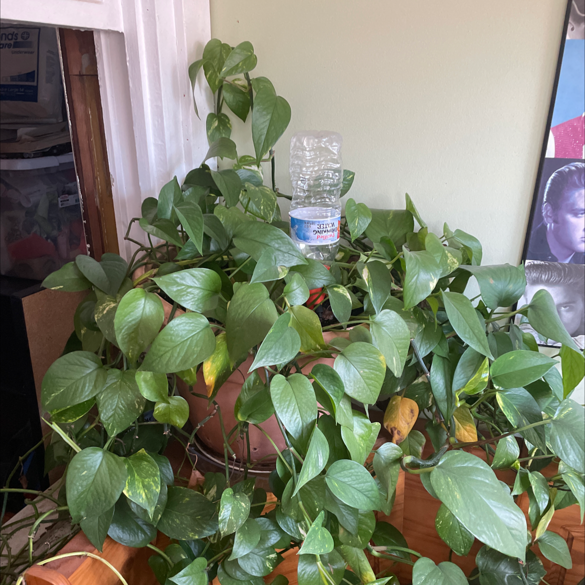 Taro Vine plant photo by Sandra named Drake on Greg, the plant care app.