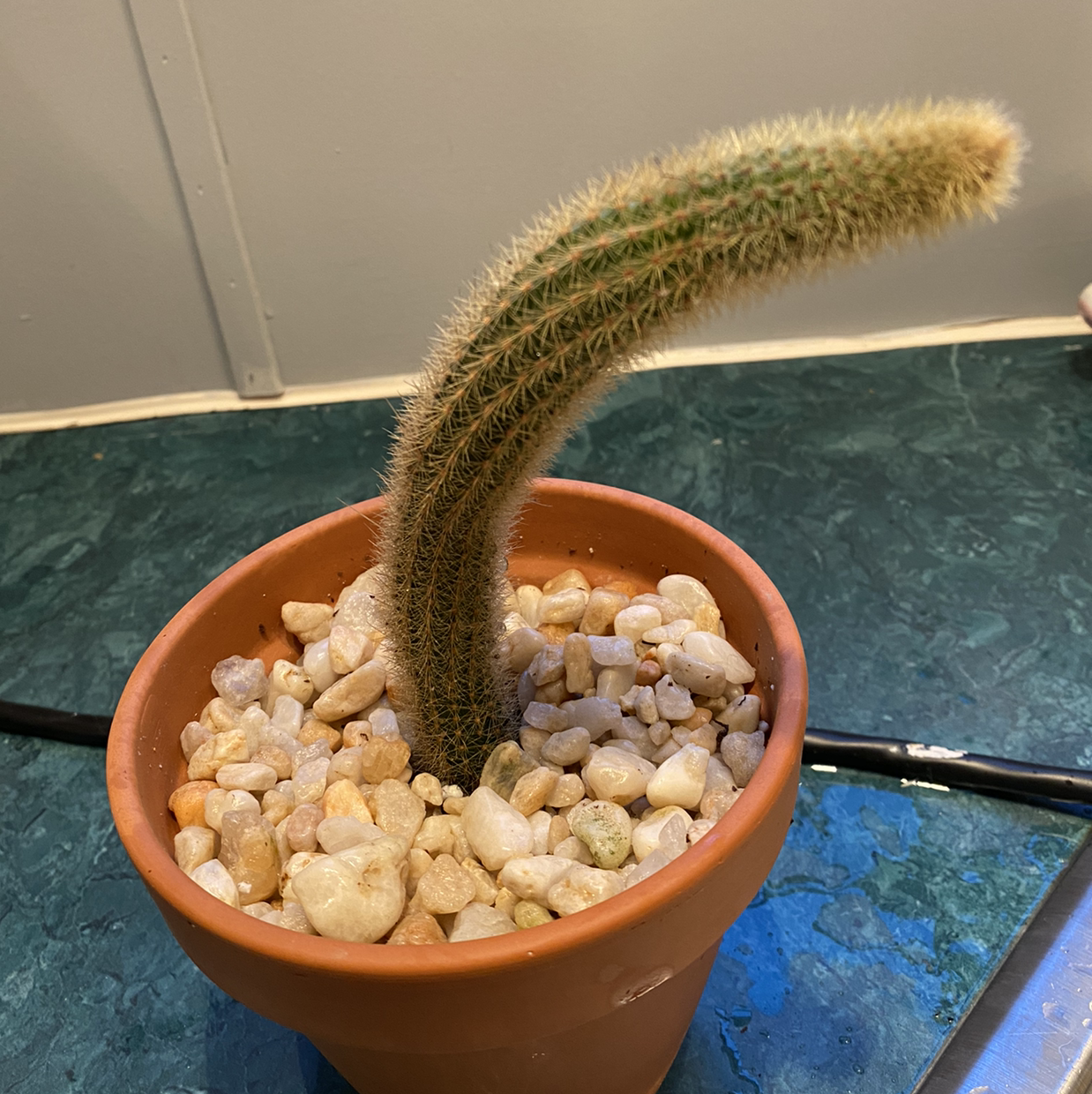 Potted Mexican Night-Bloom Cereus cactus with a curved stem in a terracotta pot with decorative stones.
