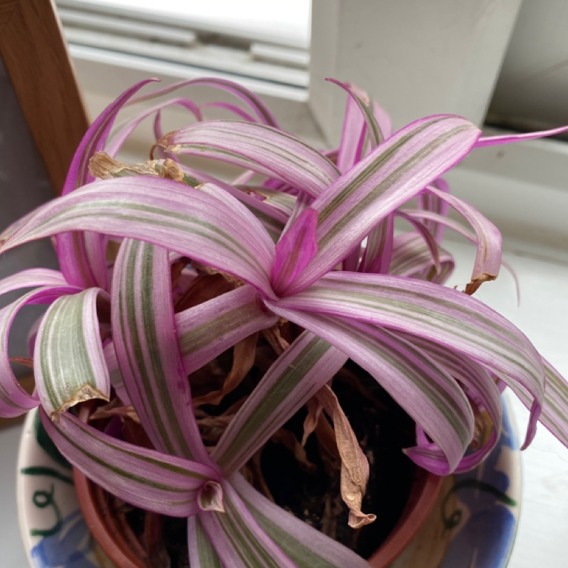 Photo of the plant species Moses-in-the-Cradle by @Rebekah__ named Tradescantia sitara on Greg, the plant care app