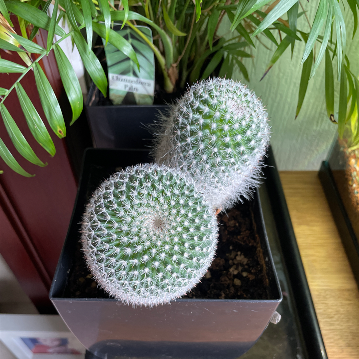Twin Spined Cactus in a pot, healthy and well-framed.