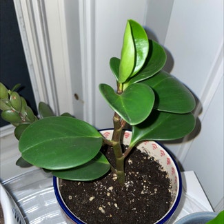 Baby Rubber Plant plant in Bangor, Maine