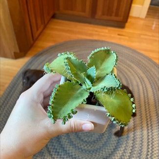 Mother of Thousands plant in Bangor, Maine