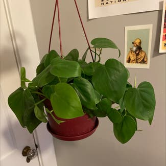 Heartleaf Philodendron plant in Bangor, Maine