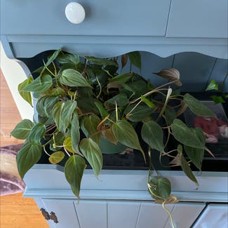 Philodendron Micans plant in Bangor, Maine