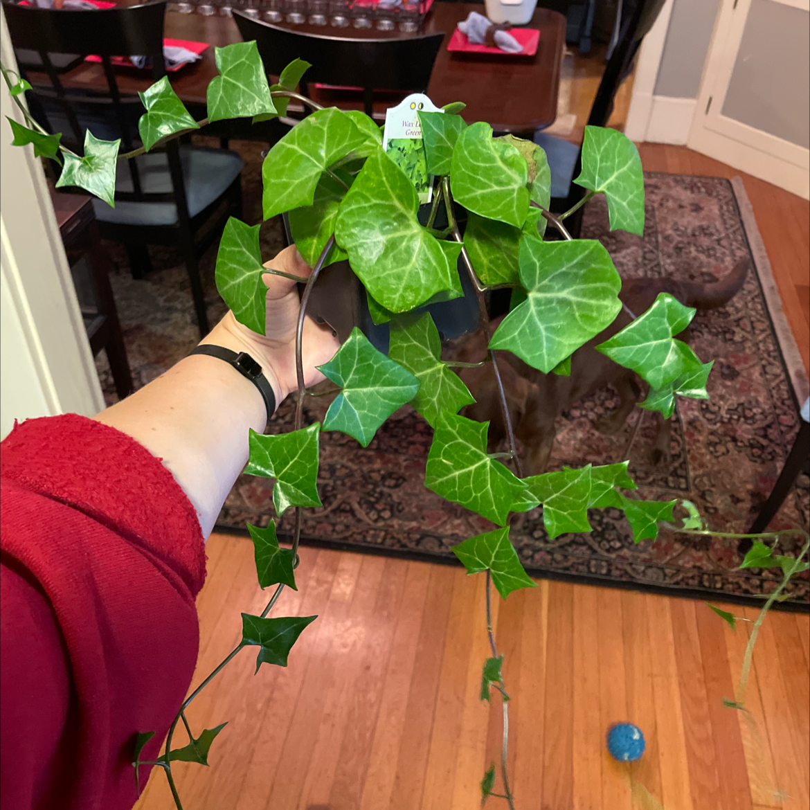 Cape Ivy plant with vibrant green leaves held by a person in a red sleeve.