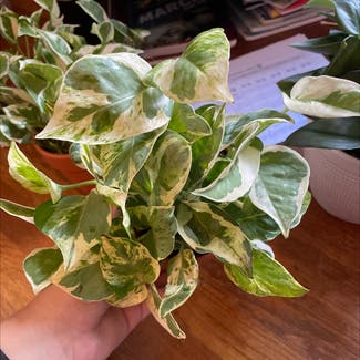 Pearls and Jade Pothos plant in Bangor, Maine