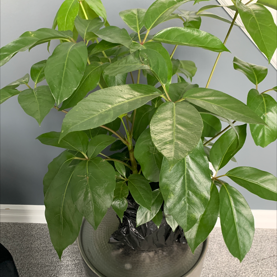 Healthy umbrella tree plant with lush green foliage growing in a clear glass vase, well-framed image.
