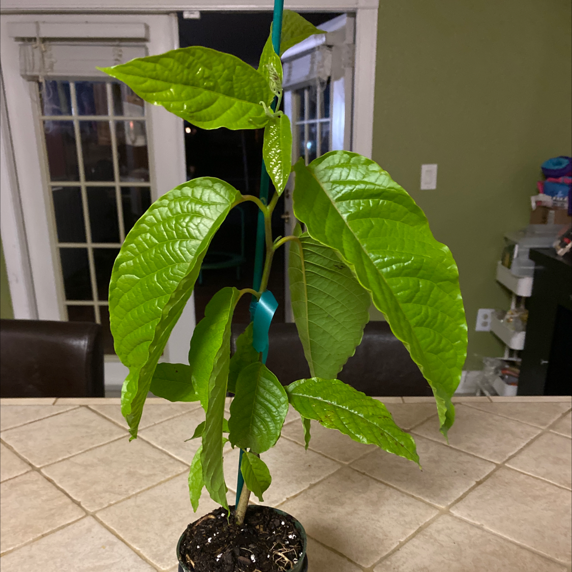 Photo of the plant species Cananga Tree by Reina named Coco on Greg, the plant care app