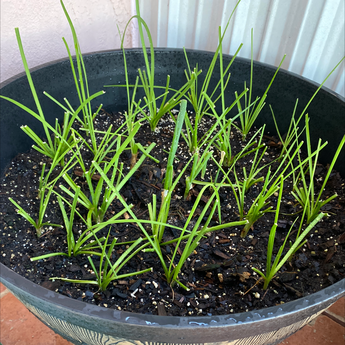 Pot with multiple healthy Wild Chives plants growing in well-maintained soil.