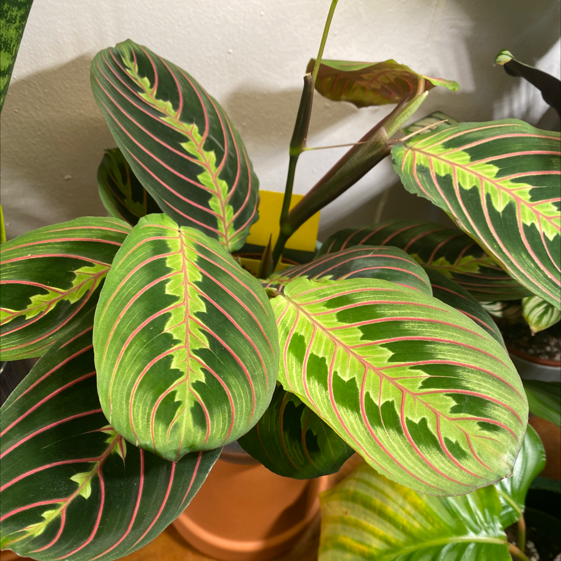 Variegated Prayer Plant with vibrant green leaves and red veins in a pot.