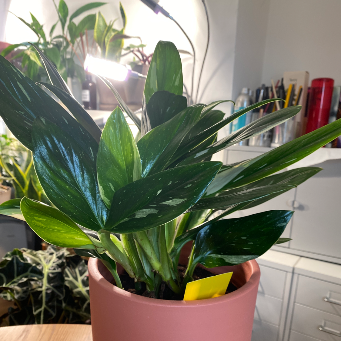 Healthy Monstera Cobra plant in a pink pot with vibrant green leaves.