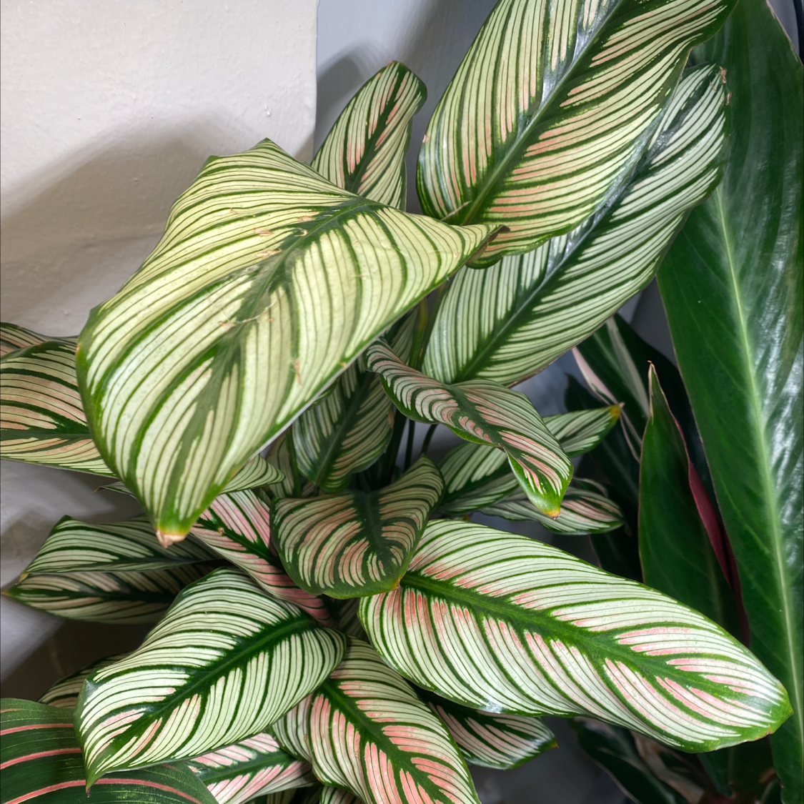 Calathea 'Beauty Star' plant with striped leaves, healthy appearance.