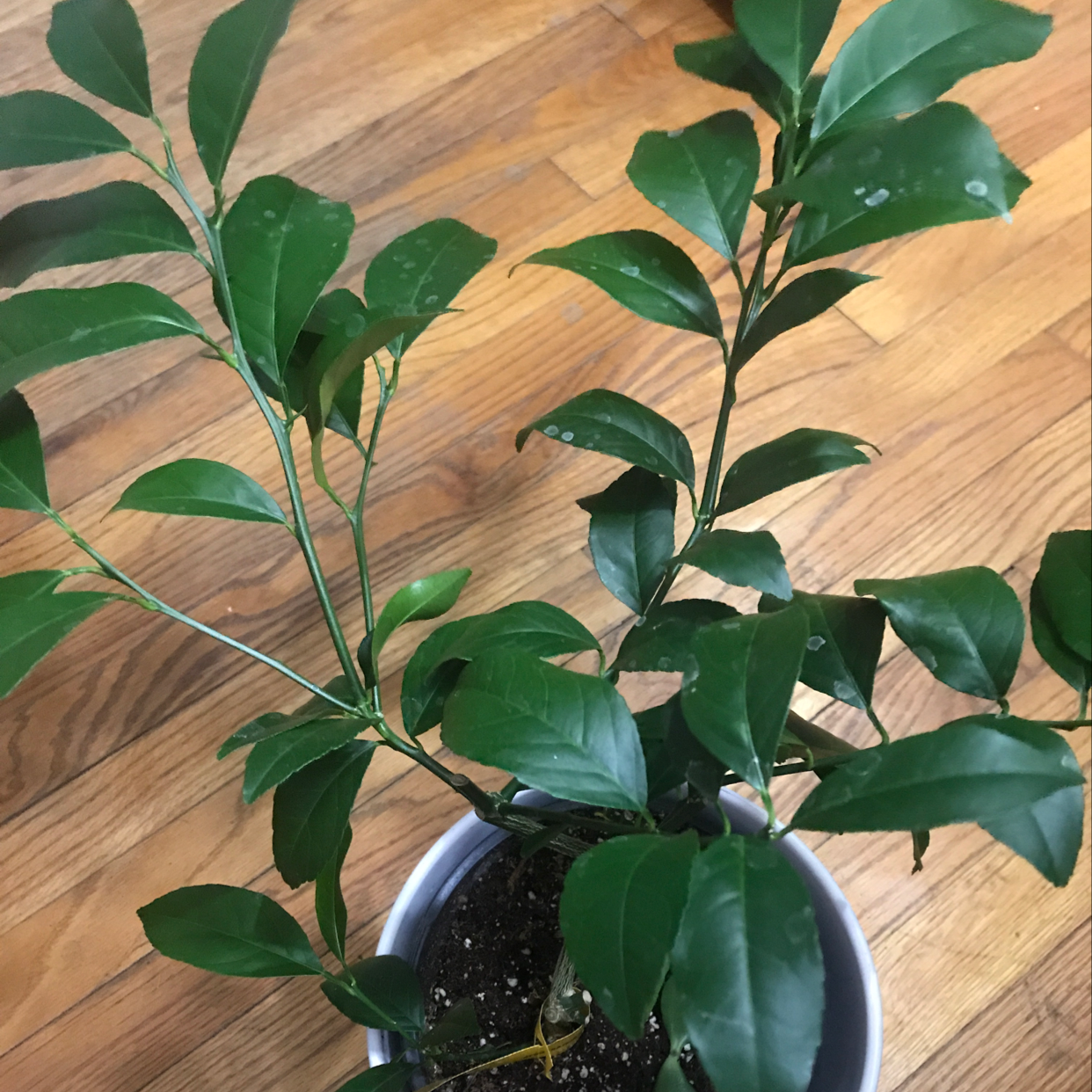 Healthy young Meyer Lemon tree with dark green glossy leaves, no signs of disease or damage, well-framed close-up image on light wood background.
