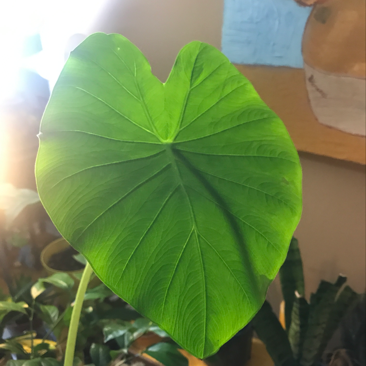 A healthy Giant Taro leaf with prominent veins, well-lit and centered.