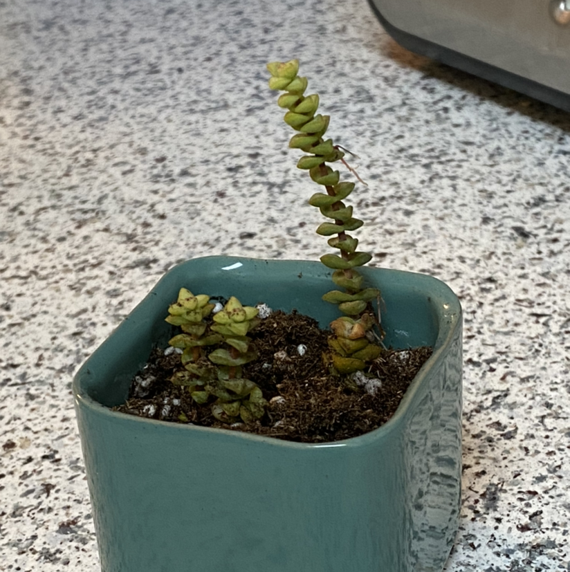 Tom Thumb plant in a ceramic pot on a speckled countertop, showing some leaf discoloration.