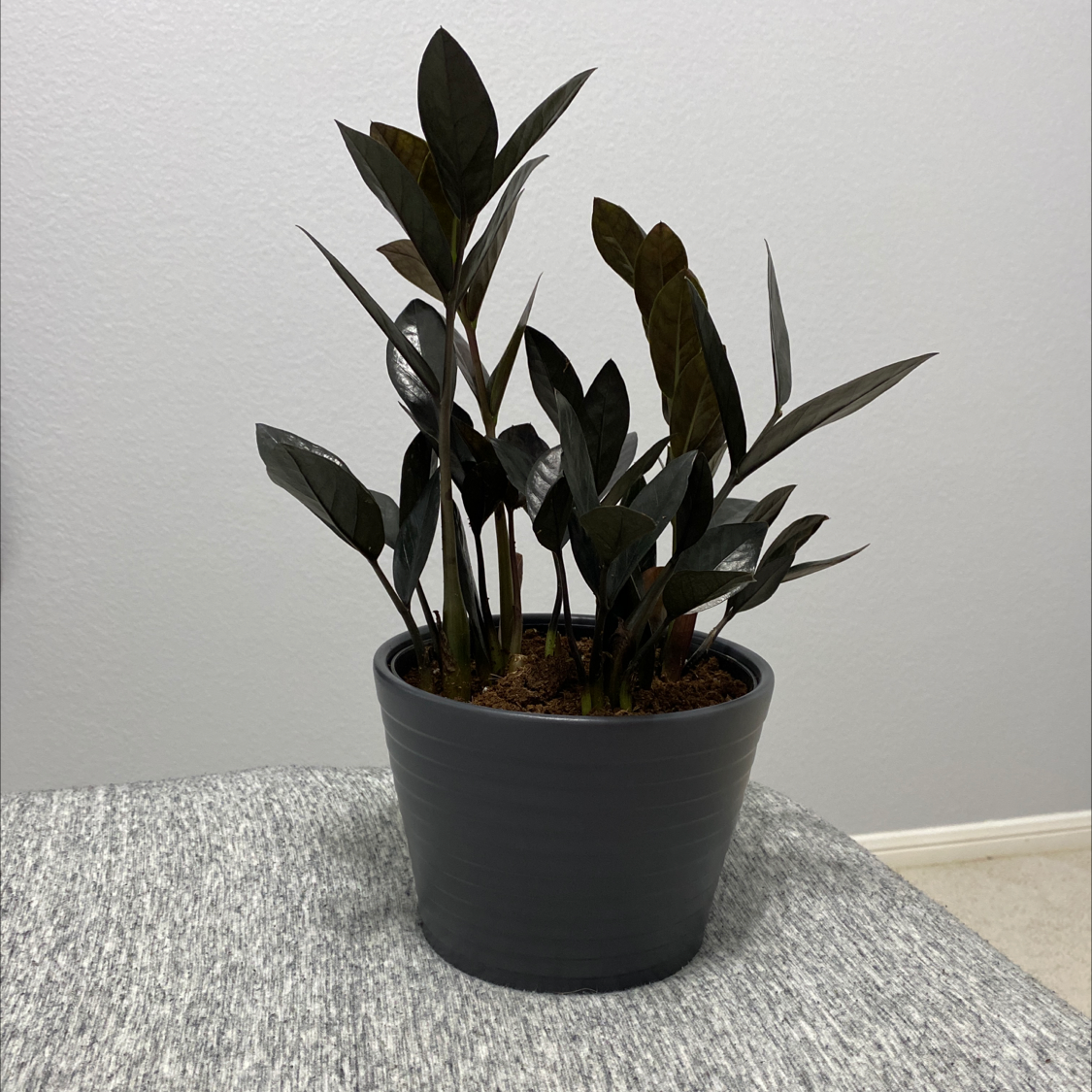 Photo of the plant species Raven ZZ Plant by @amordecai named Raven on Greg, the plant care app