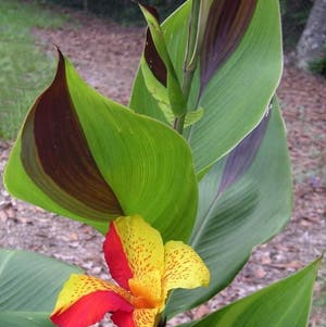 Canna Lily plant photo by Isabelle named Leafy on Greg, the plant care app.