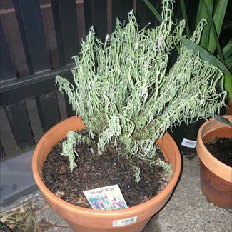 Lavender plant in Richmond, Victoria