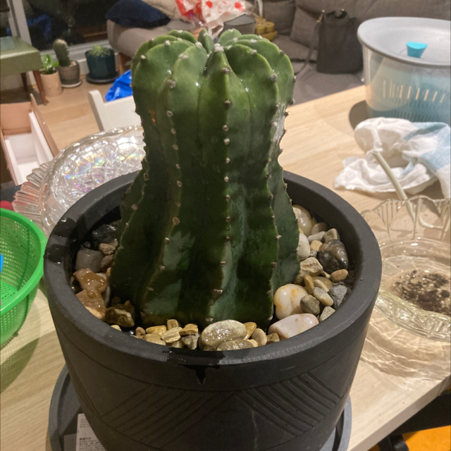 Domino Cactus plant photo by @Cheribuno named Big boi on Greg, the plant care app.