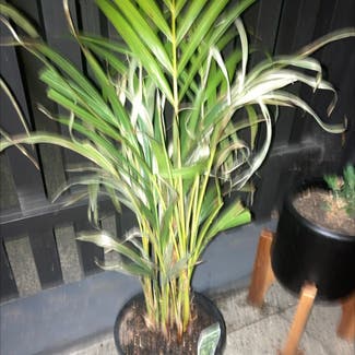 Kentia Palm plant in Richmond, Victoria