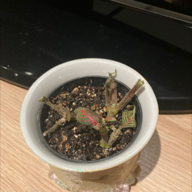 Nerve Plant plant photo by @Cheribuno named Rescue project on Greg, the plant care app.