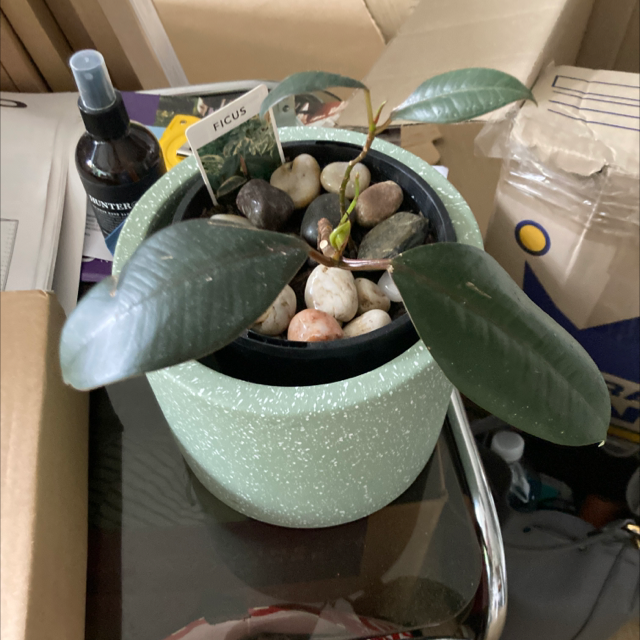 Rubber Plant plant photo by @Cheribuno named Baby rubber on Greg, the plant care app.