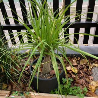 Ponytail Palm plant in Richmond, Victoria
