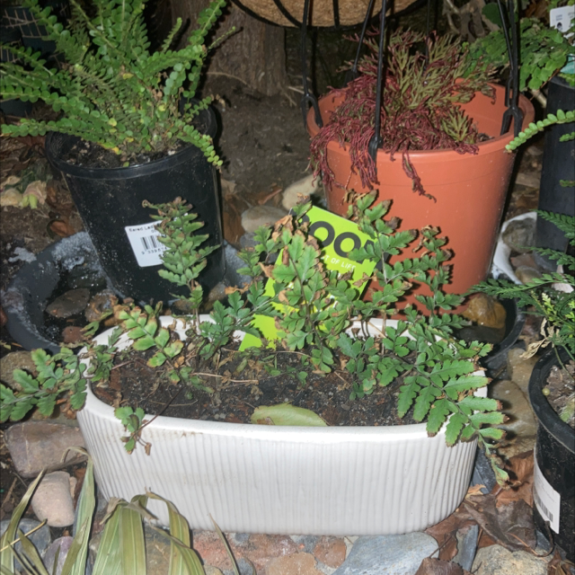 Photo of the plant species Eared Lady fern by @Cheribuno named Lady on Greg, the plant care app