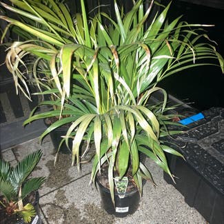 Areca Palm plant in Richmond, Victoria