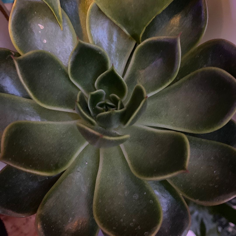 Photo of the plant species Echeveria 'Orion' by @deeg named Orion on Greg, the plant care app