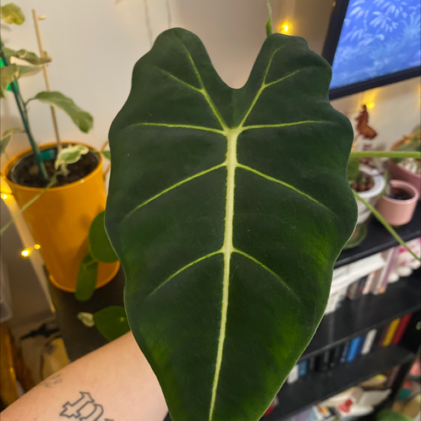 Close-up of a healthy Green Velvet Alocasia leaf with prominent veins.