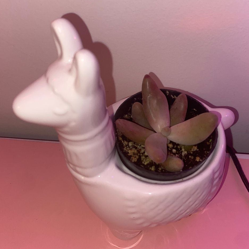 Pachysedum 'Ganzhou' succulent in a llama-shaped planter.