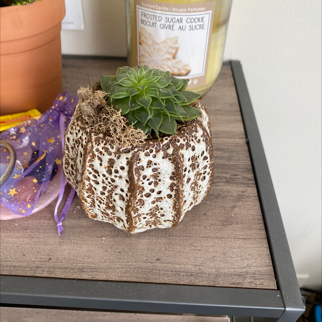 A healthy succulent plant in a decorative pot on a wooden surface.