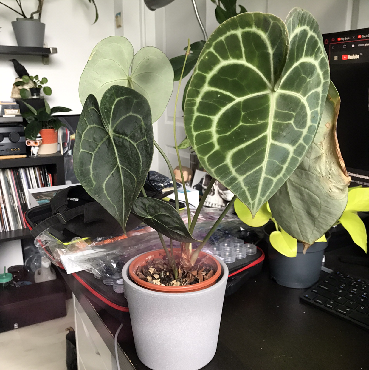 Velvet Cardboard Anthurium plant with large, veined leaves in a pot. Some leaves show yellowing and browning.