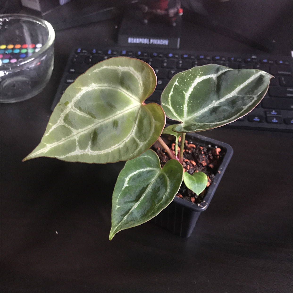 Photo of the plant species Crystal Anthurium by @sscrewtapee named samuel on Greg, the plant care app