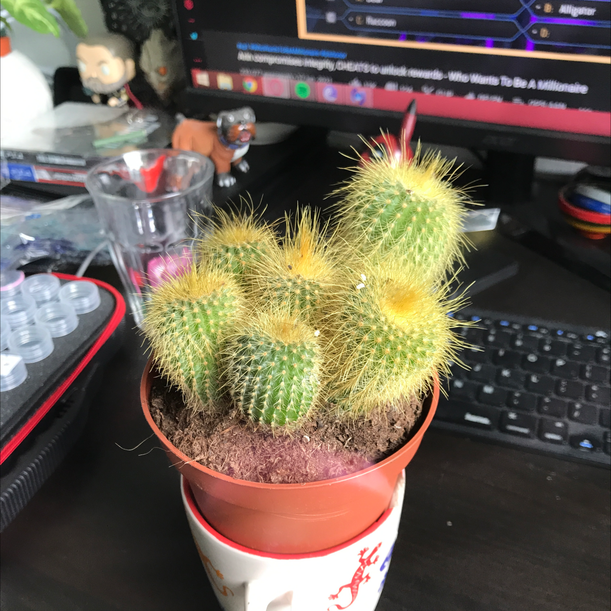 Photo of the plant species Parodia Leninghausii by @sscrewtapee named me and the boys at 2am looking for beans on Greg, the plant care app
