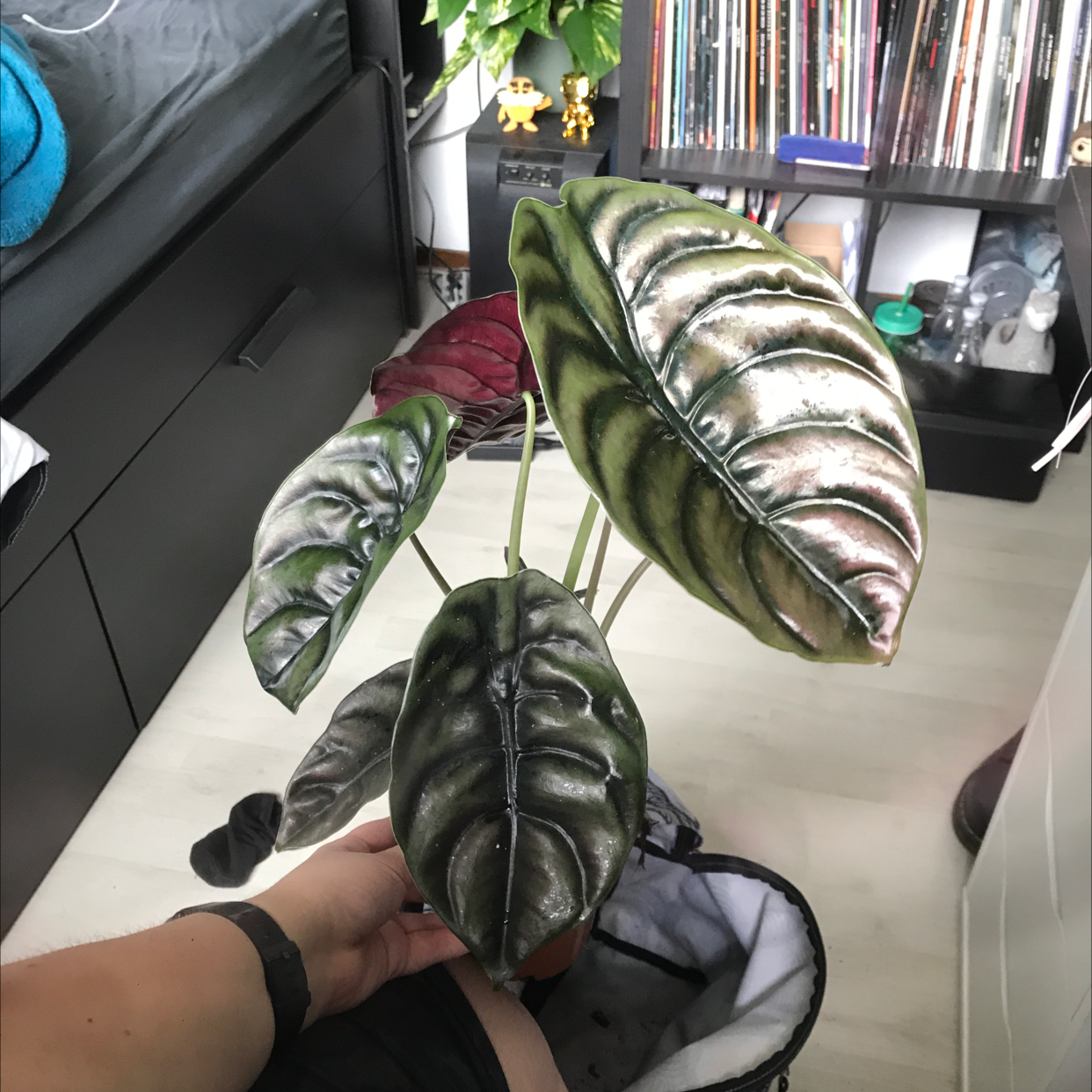 Photo of the plant species Alocasia ‘Red Secret’ by @sscrewtapee named erik on Greg, the plant care app