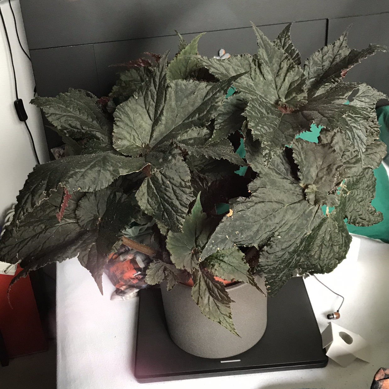 Photo of the plant species Tiger Kitten Begonia by @sscrewtapee named wither on Greg, the plant care app